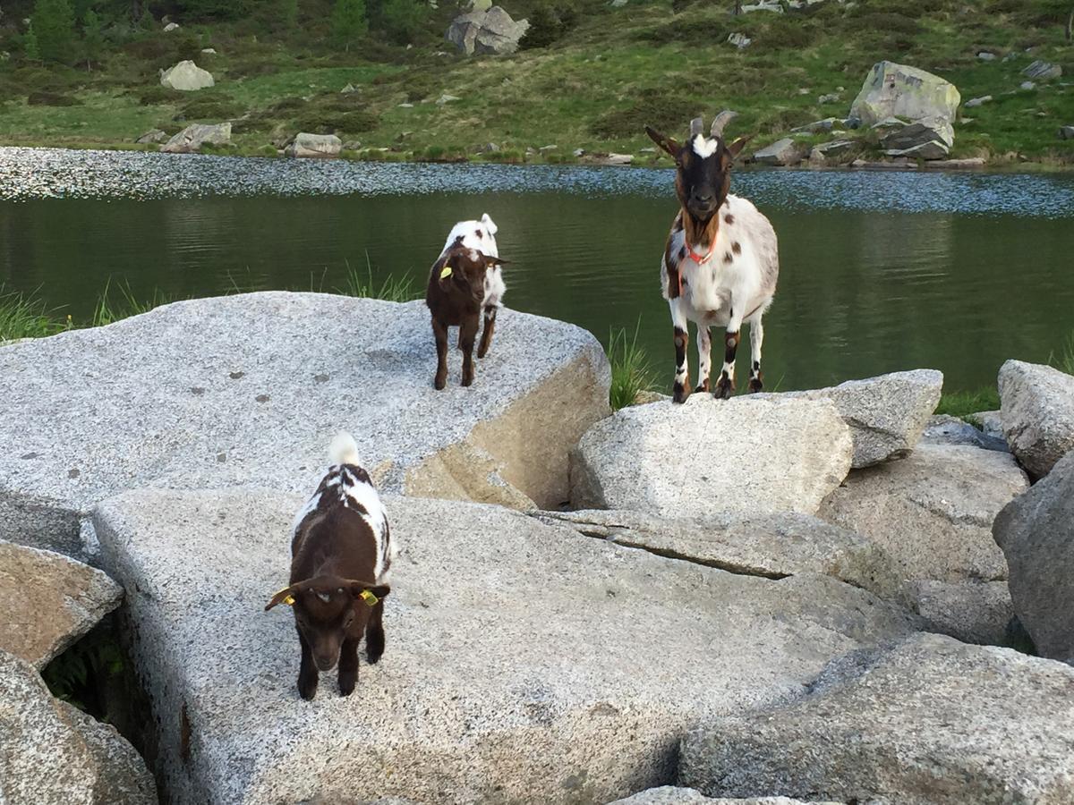 Rifugio Viviani Pradalago Мадона ди Кампильо Екстериор снимка