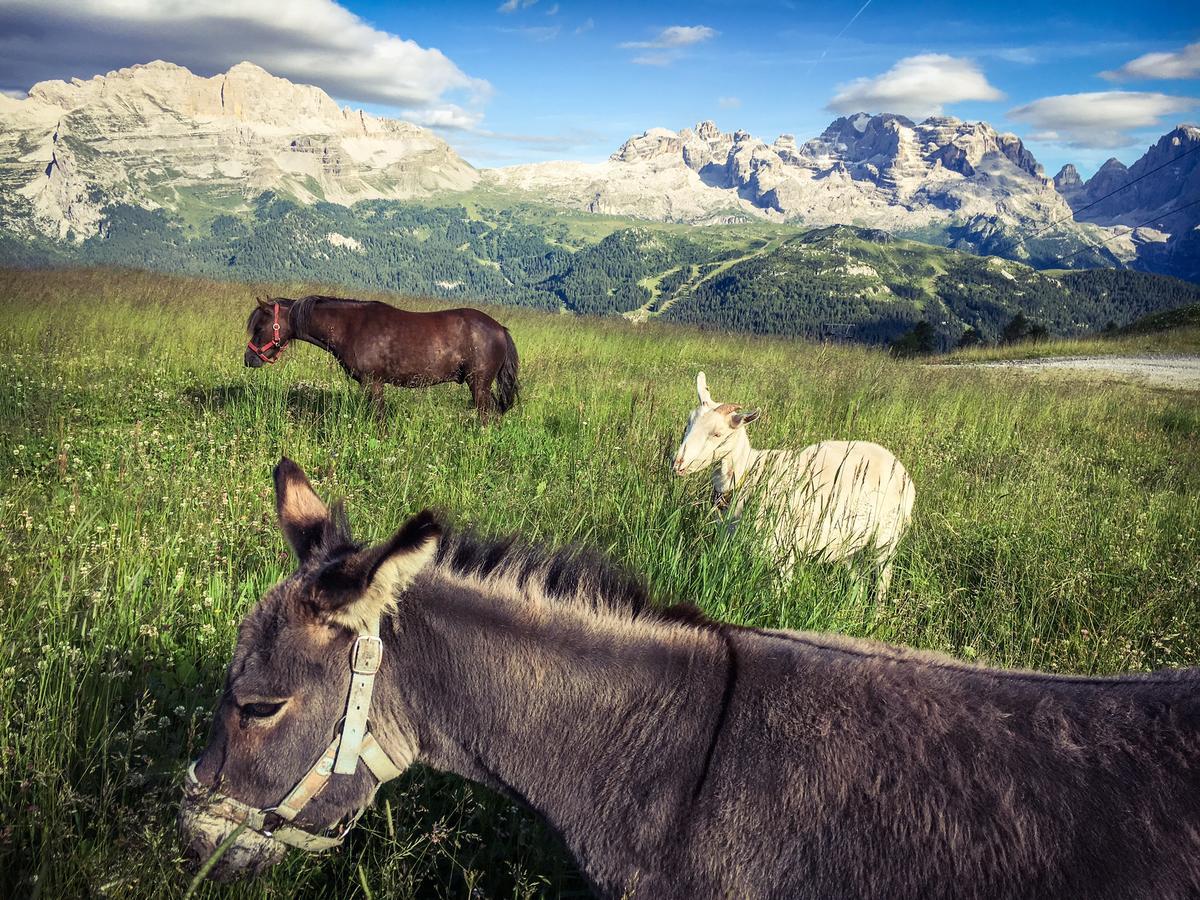 Rifugio Viviani Pradalago Мадона ди Кампильо Екстериор снимка