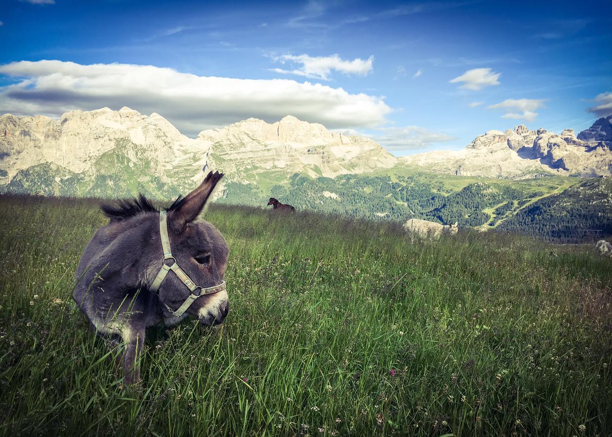 Rifugio Viviani Pradalago Мадона ди Кампильо Екстериор снимка